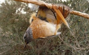 Bird Netting