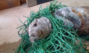 Seal tangled in netting