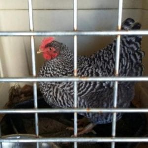 chicken netted after foot chase