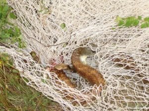snake in plastic netting