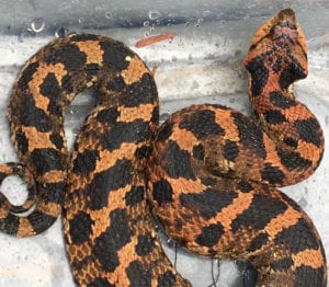 snake escaped landscape netting