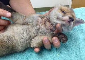 fox injured by net