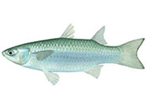 greenback-mullet netting rules