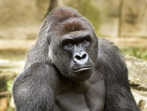 gorilla